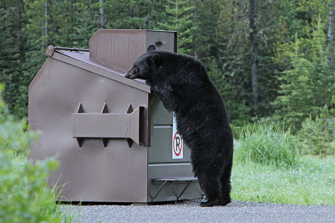 brown container in the wilderness with a black bear looking inside of it